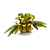 succès spécial dofus